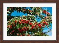 Cherries to be Harvested, Cucuron, Vaucluse, Provence-Alpes-Cote d'Azur, France (horizontal) Fine Art Print