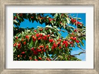 Cherries to be Harvested, Cucuron, Vaucluse, Provence-Alpes-Cote d'Azur, France (horizontal) Fine Art Print