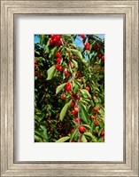 Cherries to be Harvested, Cucuron, Vaucluse, Provence-Alpes-Cote d'Azur, France (vertical) Fine Art Print
