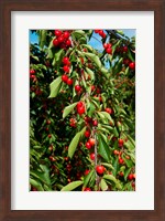 Cherries to be Harvested, Cucuron, Vaucluse, Provence-Alpes-Cote d'Azur, France (vertical) Fine Art Print