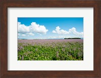 Field with flowers near D8, Brunet, Plateau de Valensole, Alpes-de-Haute-Provence, Provence-Alpes-Cote d'Azur, France Fine Art Print