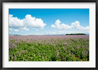 Field with flowers near D8, Brunet, Plateau de Valensole, Alpes-de-Haute-Provence, Provence-Alpes-Cote d'Azur, France Fine Art Print
