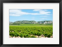 Vineyards with hills in the background, Alpilles, Route d'Orgon, Eyguieres, Bouches-Du-Rhone, Provence-Alpes-Cote d'Azur, France Fine Art Print