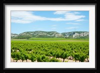 Vineyards with hills in the background, Alpilles, Route d'Orgon, Eyguieres, Bouches-Du-Rhone, Provence-Alpes-Cote d'Azur, France Fine Art Print