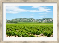 Vineyards with hills in the background, Alpilles, Route d'Orgon, Eyguieres, Bouches-Du-Rhone, Provence-Alpes-Cote d'Azur, France Fine Art Print