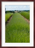 Lavender Field, Route de Manosque, Plateau de Valensole, Alpes-de-Haute-Provence, Provence-Alpes-Cote d'Azur, France Fine Art Print