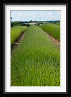 Lavender Field, Route de Manosque, Plateau de Valensole, Alpes-de-Haute-Provence, Provence-Alpes-Cote d'Azur, France Fine Art Print