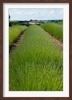 Lavender Field, Route de Manosque, Plateau de Valensole, Alpes-de-Haute-Provence, Provence-Alpes-Cote d'Azur, France Fine Art Print