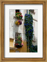 Building with flower pots on each window, Rue Des Arenes, Arles, Bouches-Du-Rhone, Provence-Alpes-Cote d'Azur, France Fine Art Print