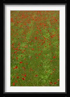 Poppy Field in Bloom, Les Gres, Sault, Vaucluse, Provence-Alpes-Cote d'Azur, France (vertical) Fine Art Print
