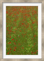 Poppy Field in Bloom, Les Gres, Sault, Vaucluse, Provence-Alpes-Cote d'Azur, France (vertical) Fine Art Print