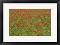 Poppy Field in Bloom, Les Gres, Sault, Vaucluse, Provence-Alpes-Cote d'Azur, France (horizontal) Fine Art Print