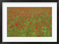 Poppy Field in Bloom, Les Gres, Sault, Vaucluse, Provence-Alpes-Cote d'Azur, France (horizontal) Fine Art Print