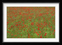 Poppy Field in Bloom, Les Gres, Sault, Vaucluse, Provence-Alpes-Cote d'Azur, France (horizontal) Fine Art Print
