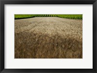 Wheat field surrounded by vineyards, Cucuron, Vaucluse, Provence-Alpes-Cote d'Azur, France Fine Art Print