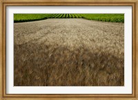 Wheat field surrounded by vineyards, Cucuron, Vaucluse, Provence-Alpes-Cote d'Azur, France Fine Art Print