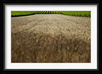 Wheat field surrounded by vineyards, Cucuron, Vaucluse, Provence-Alpes-Cote d'Azur, France Fine Art Print