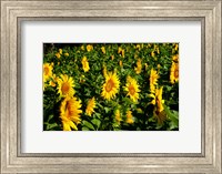 Sunflowers (Helianthus annuus) in a field, Vaugines, Vaucluse, Provence-Alpes-Cote d'Azur, France Fine Art Print