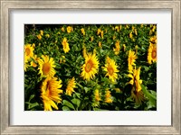 Sunflowers (Helianthus annuus) in a field, Vaugines, Vaucluse, Provence-Alpes-Cote d'Azur, France Fine Art Print