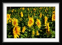 Sunflowers (Helianthus annuus) in a field, Vaugines, Vaucluse, Provence-Alpes-Cote d'Azur, France Fine Art Print