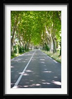 Allee of trees, St.-Remy-De-Provence, Bouches-Du-Rhone, Provence-Alpes-Cote d'Azur, France Fine Art Print
