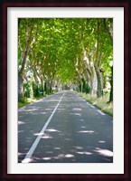 Allee of trees, St.-Remy-De-Provence, Bouches-Du-Rhone, Provence-Alpes-Cote d'Azur, France Fine Art Print