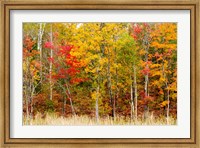 Colorful Trees in the Forest during Autumn, Muskoka, Ontario, Canada Fine Art Print