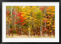 Colorful Trees in the Forest during Autumn, Muskoka, Ontario, Canada Fine Art Print