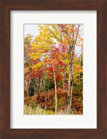 Autumn Trees, Muskoka, Ontario, Canada Fine Art Print