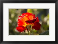 Close-up of an orange rose, Los Angeles, California, USA Fine Art Print