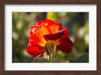 Close-up of an orange rose, Los Angeles, California, USA Fine Art Print