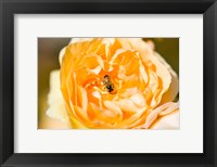 Bee pollinating a yellow rose, Beverly Hills, Los Angeles County, California, USA Fine Art Print