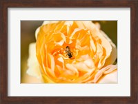 Bee pollinating a yellow rose, Beverly Hills, Los Angeles County, California, USA Fine Art Print