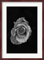 Close-up of a rose Fine Art Print