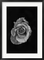 Close-up of a rose Fine Art Print