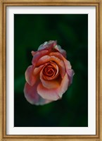 Close-up of a pink rose, Beverly Hills, Los Angeles County, California, USA Fine Art Print