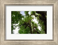 Low angle view of trees in a forest, Hoh Rainforest, Olympic National Park, Washington State, USA Fine Art Print