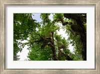 Low angle view of trees in a forest, Hoh Rainforest, Olympic National Park, Washington State, USA Fine Art Print