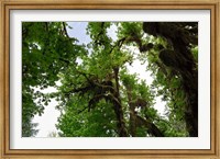 Low angle view of trees in a forest, Hoh Rainforest, Olympic National Park, Washington State, USA Fine Art Print