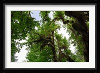 Low angle view of trees in a forest, Hoh Rainforest, Olympic National Park, Washington State, USA Fine Art Print