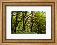 Trees in a Forest, Quinault Rainforest, Olympic National Park, Olympic Peninsula, Washington State Fine Art Print