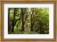 Trees in a Forest, Quinault Rainforest, Olympic National Park, Olympic Peninsula, Washington State Fine Art Print