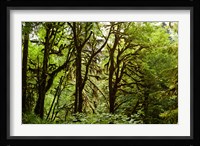 Trees in a Forest, Quinault Rainforest, Olympic National Park, Olympic Peninsula, Washington State Fine Art Print