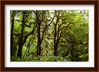 Trees in a Forest, Quinault Rainforest, Olympic National Park, Olympic Peninsula, Washington State Fine Art Print