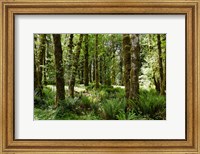 Ferns and Trees, Quinault Rainforest, Olympic National Park, Washington State Fine Art Print