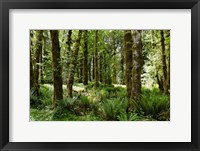 Ferns and Trees, Quinault Rainforest, Olympic National Park, Washington State Fine Art Print