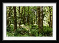 Ferns and Trees, Quinault Rainforest, Olympic National Park, Washington State Fine Art Print