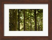 Trees in a forest, Queets Rainforest, Olympic National Park, Washington State, USA Fine Art Print
