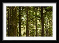 Trees in a forest, Queets Rainforest, Olympic National Park, Washington State, USA Fine Art Print