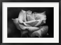 Close-up of a rose, Los Angeles County, California, USA Fine Art Print
